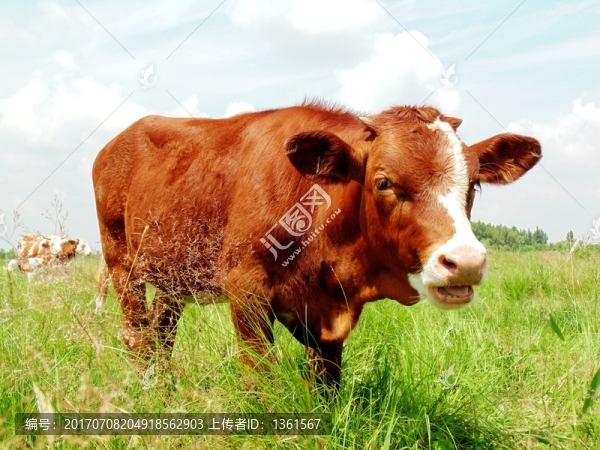 小公牛,牛犢
