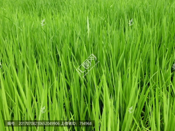 水稻,稻子,水稻田