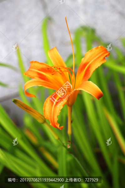 萱草