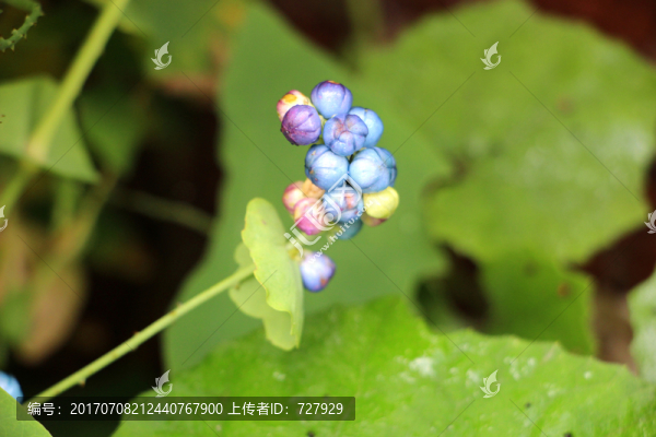 彩色果子