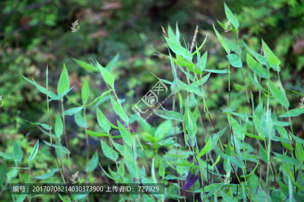 藎草