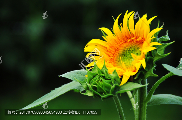 向日葵,葵花