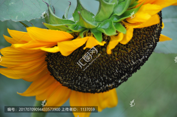向日葵,葵花
