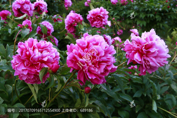 牡丹花