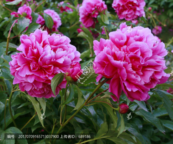 牡丹花