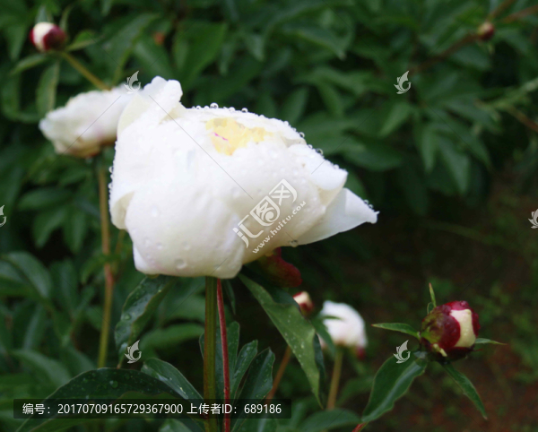 牡丹花