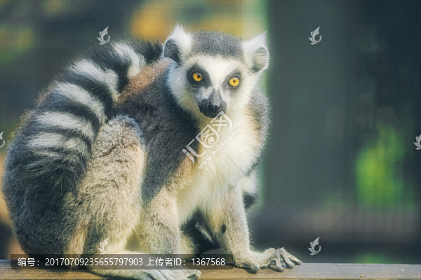 環(huán)尾狐猴