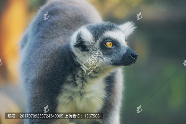 環(huán)尾狐猴