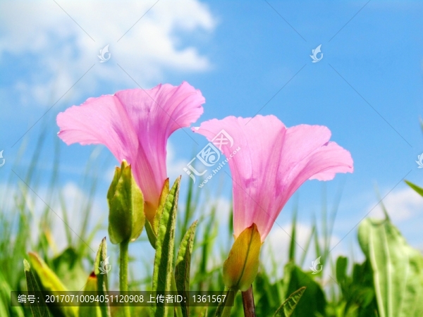 牽?；ㄋ{(lán)天背景