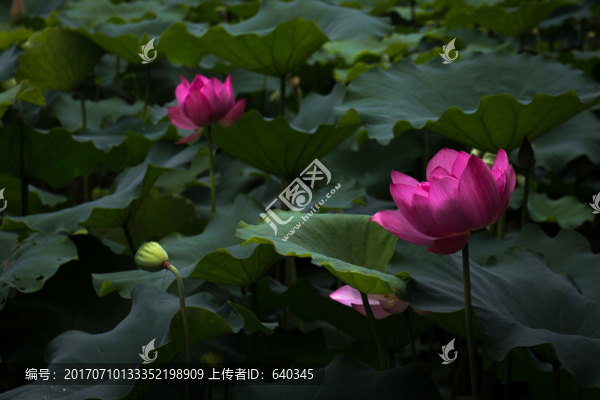 荷花