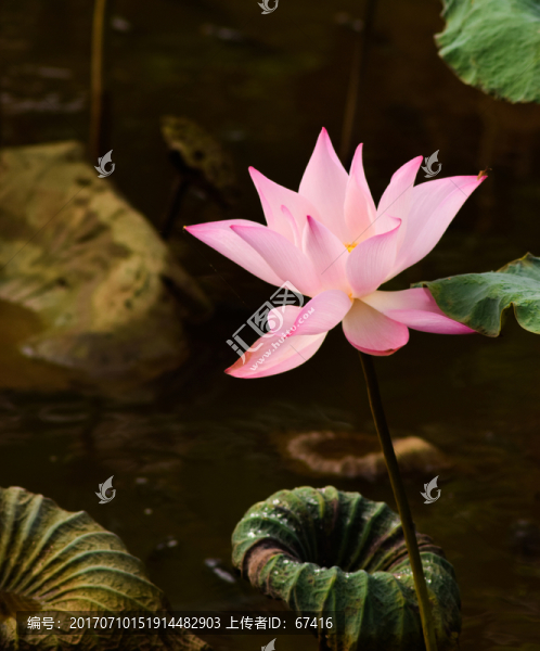 荷花蓮花