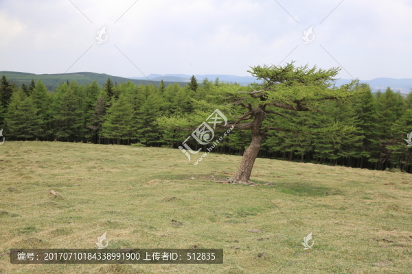 華北落葉松
