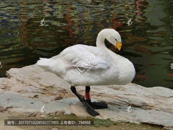 天鵝,白天鵝
