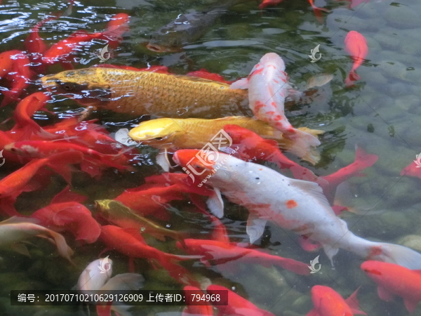 錦鯉,金魚