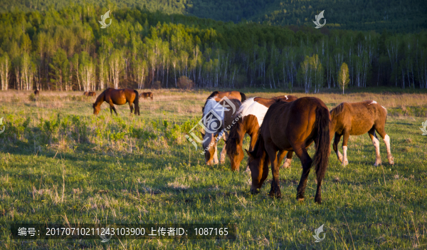 夕陽下吃草的馬群