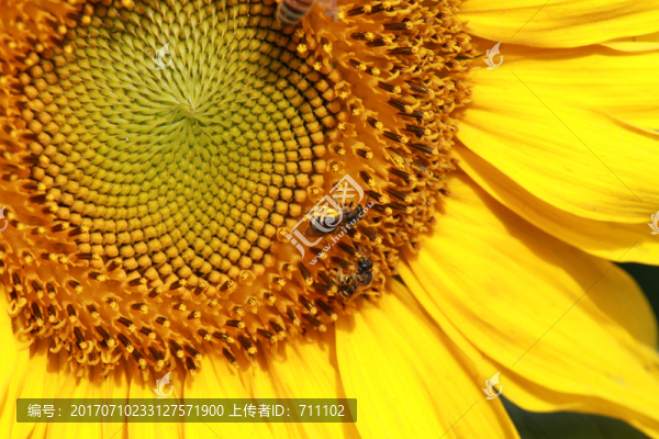 向日葵與蜜蜂