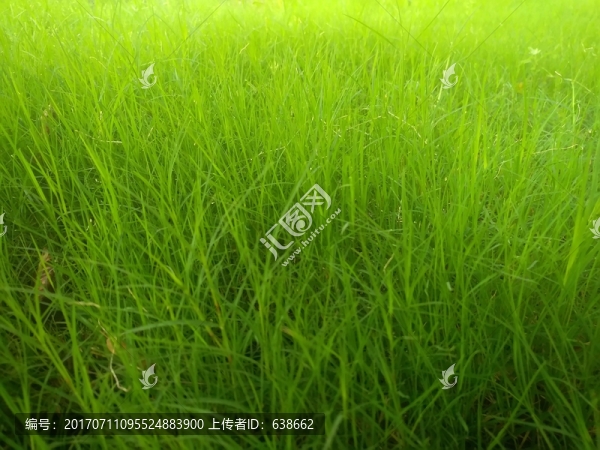 綠草
