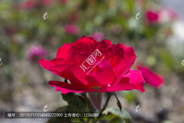 月季花
