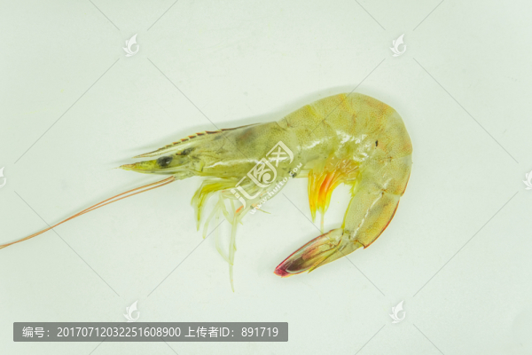 南美白對(duì)蝦,高清大圖,北極蝦