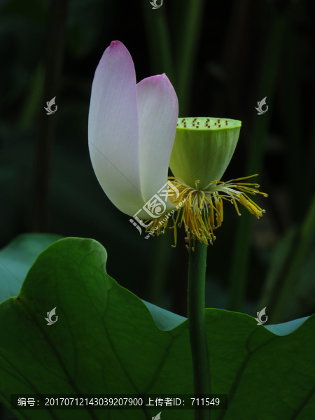 荷花蓮蓬