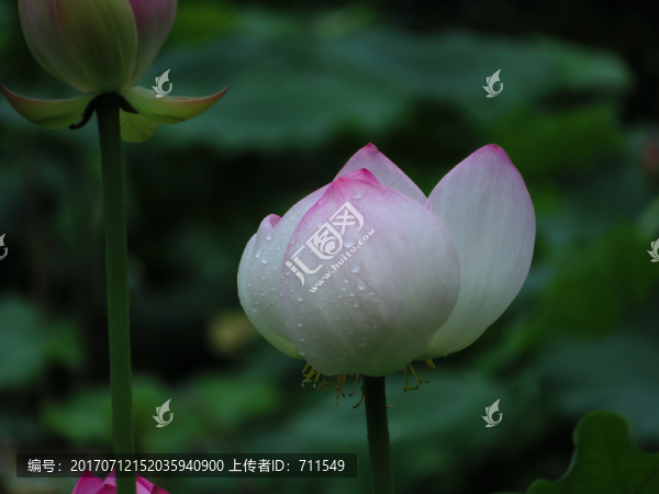 雨荷