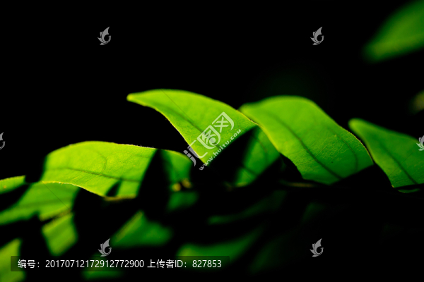 樹葉