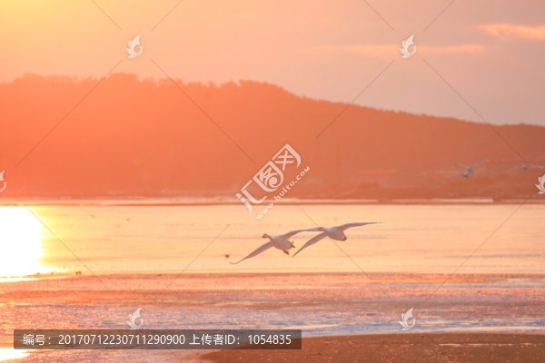 天空,飛鳥(niǎo)