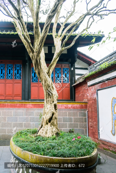 伏龍觀內(nèi)古樹