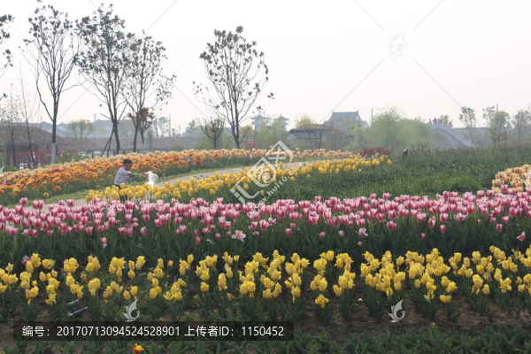 金卉莊園
