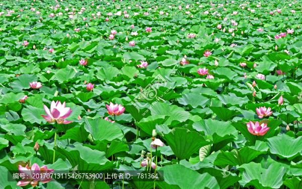杭州西湖荷花,荷花蓮花