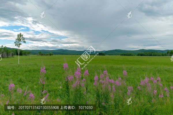 夏日濕地