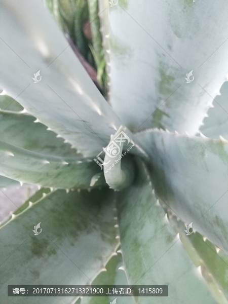 蘆薈