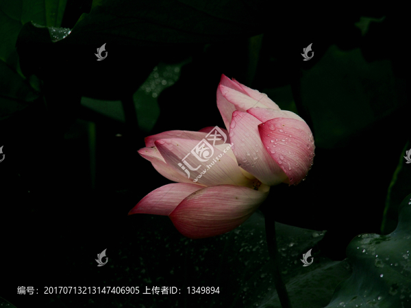 荷花,背景,荷葉,水生植物