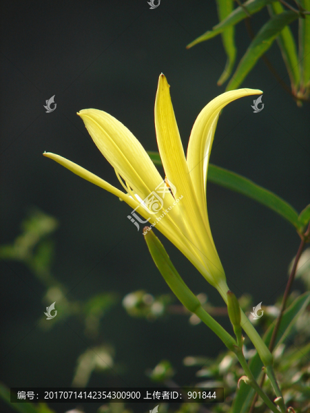 黃花菜