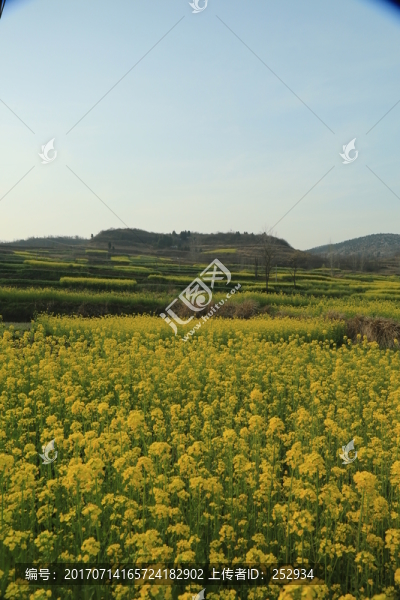 油菜花