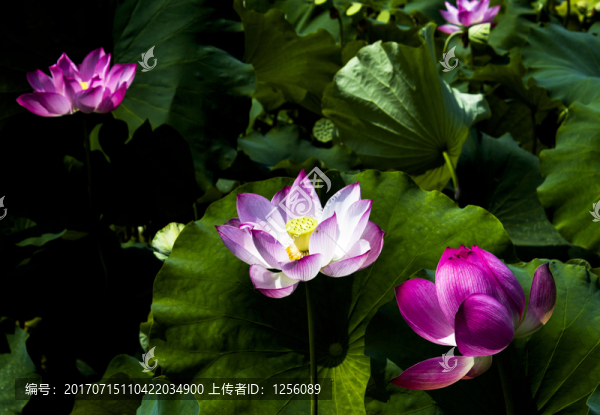 荷花