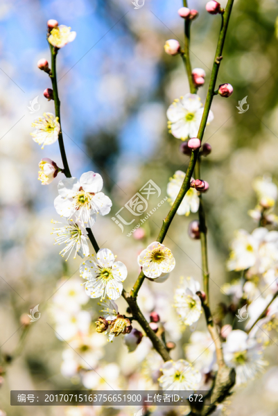 梅花