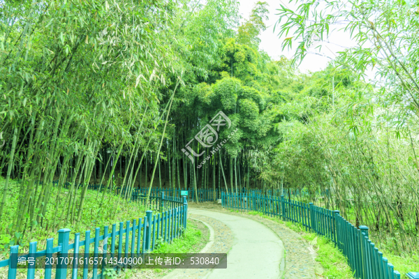 竹林竹子