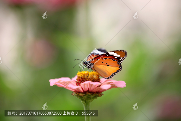 蝴蝶