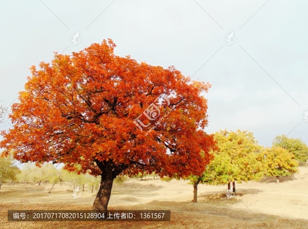 紅色橡樹(shù)