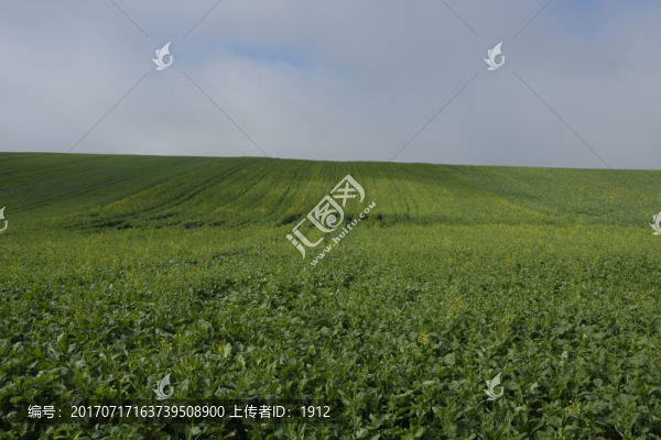 田野