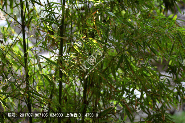 南京,瞻園,竹子