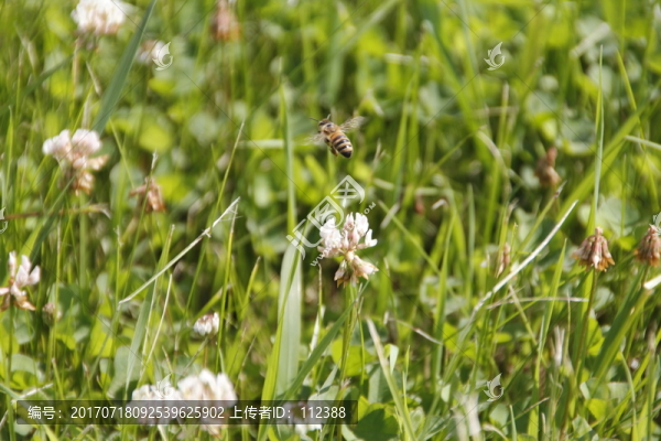 花,綠地,草坪,自然,夏天
