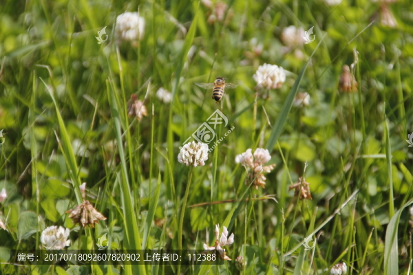 花,綠地,草坪,自然,夏天
