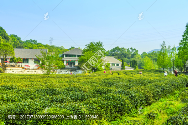 杭州西湖龍井茶園