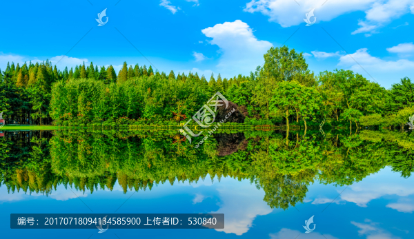 綠樹林,大畫幅