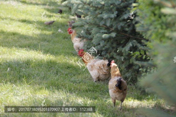 母雞,母愛,小雞,母子情深,雞