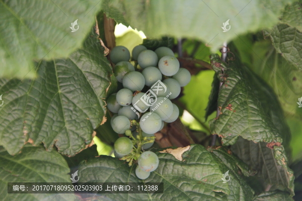 葡萄,葡萄架,葡萄園,農(nóng)業(yè),植