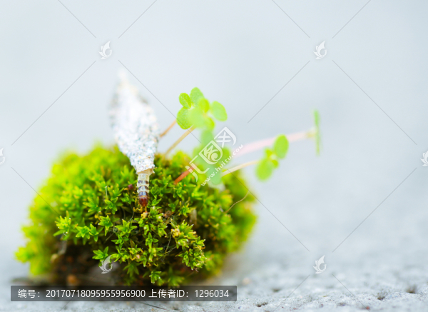小清新,蟲,植物