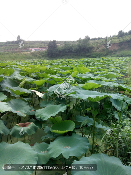 荷花塘-匯圖網(wǎng) www.fosd68.com 荷花塘